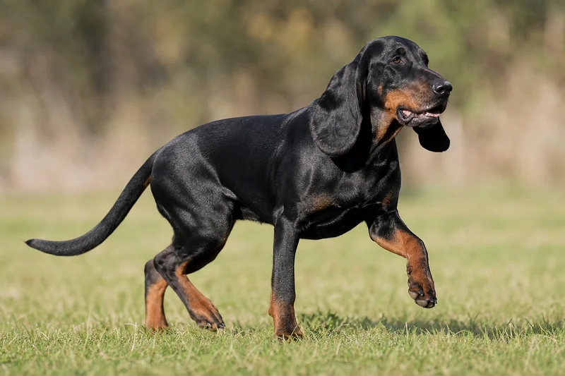 Bavarian Mountain Hound — running