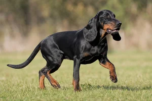Bavarian Mountain Hound — running