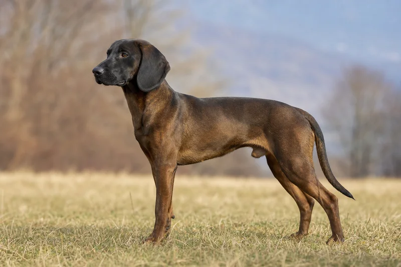 Bavarian Mountain Hound — adult