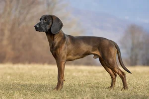 Bavarian Mountain Hound — adult
