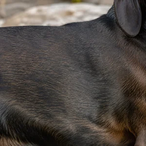 Bavarian Mountain Hound — coat texture