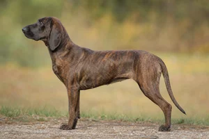 Bavarian Mountain Hound — Brindle coat