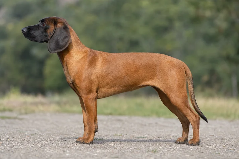 Bavarian Mountain Hound — Fawn coat