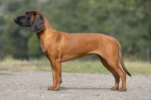 Bavarian Mountain Hound — Fawn coat