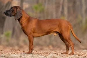 Bavarian Mountain Hound — Red-brown coat
