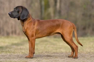 Bavarian Mountain Hound — Red coat