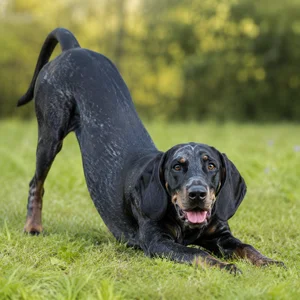 Bavarian Mountain Hound — playful