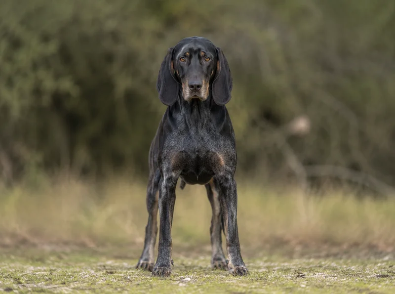 Bavarian Mountain Hound — front