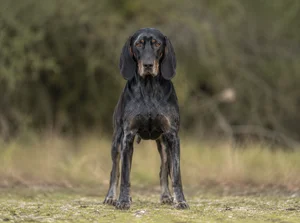 Bavarian Mountain Hound — front