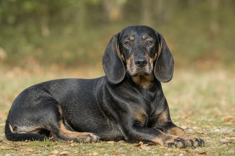 Bavarian Mountain Hound — lying down