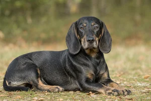 Bavarian Mountain Hound — lying down