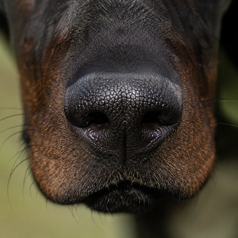 Bavarian Mountain Hound — nose