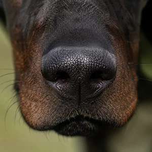 Bavarian Mountain Hound — nose