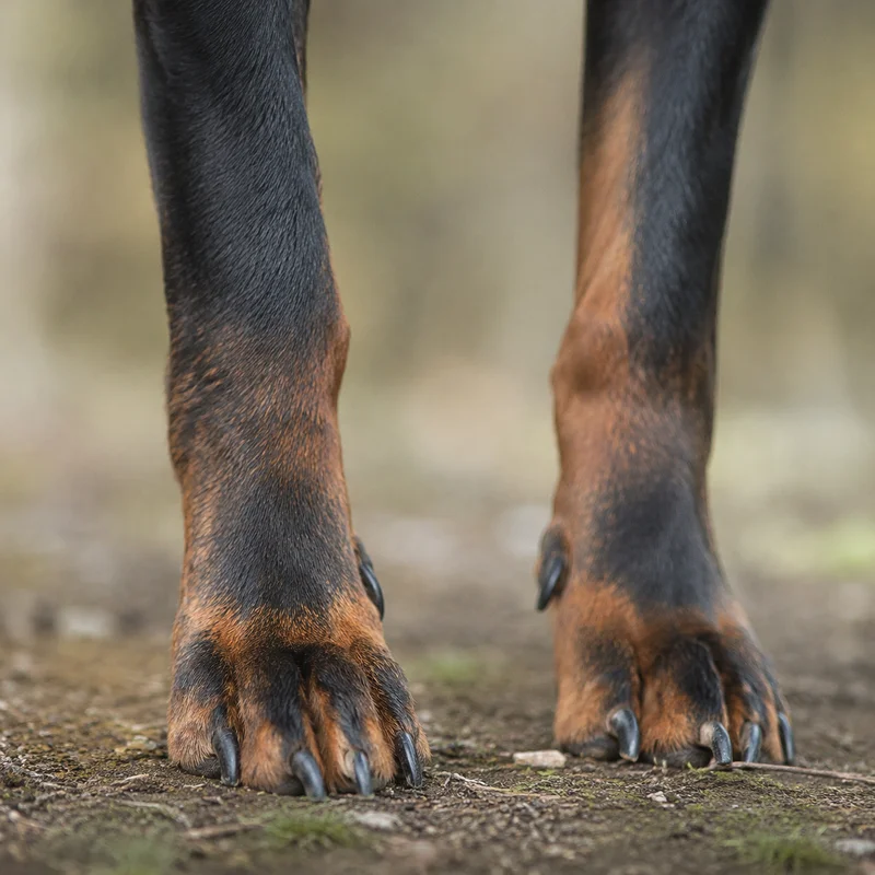 Bavarian Mountain Hound — paws