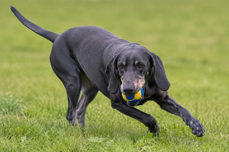 Bavarian Mountain Hound — playing