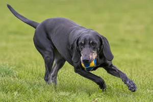 Bavarian Mountain Hound — playing
