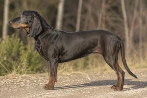 Bavarian Mountain Hound dog