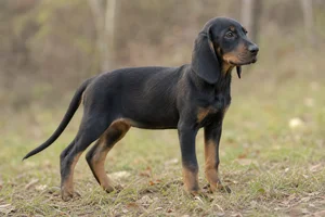 Bavarian Mountain Hound — puppy (~4 mo)