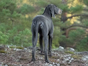 Bavarian Mountain Hound — rear