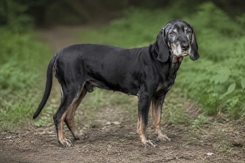 Bavarian Mountain Hound — senior