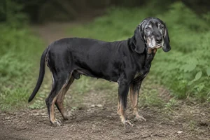 Bavarian Mountain Hound — senior