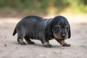 Bavarian Mountain Hound — young puppy (~1 mo)