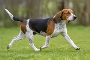 Beagle Harrier — running