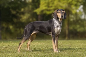 Beagle Harrier — adult
