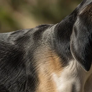 Beagle Harrier — coat texture