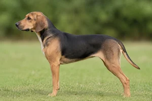 Beagle Harrier — hare color (fawn with black overlay) coat