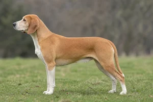 Beagle Harrier — tan) coat