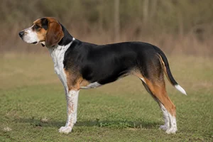 Beagle Harrier — tricolor (black coat
