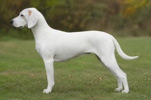 Beagle Harrier — white coat
