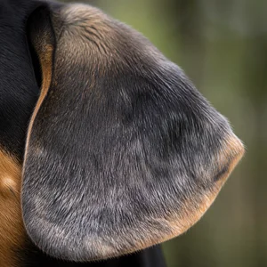 Beagle Harrier — ears
