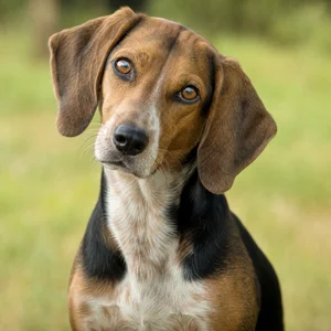 Beagle Harrier — alert