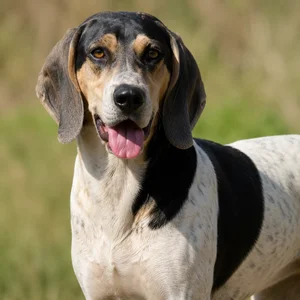 Beagle Harrier — happy