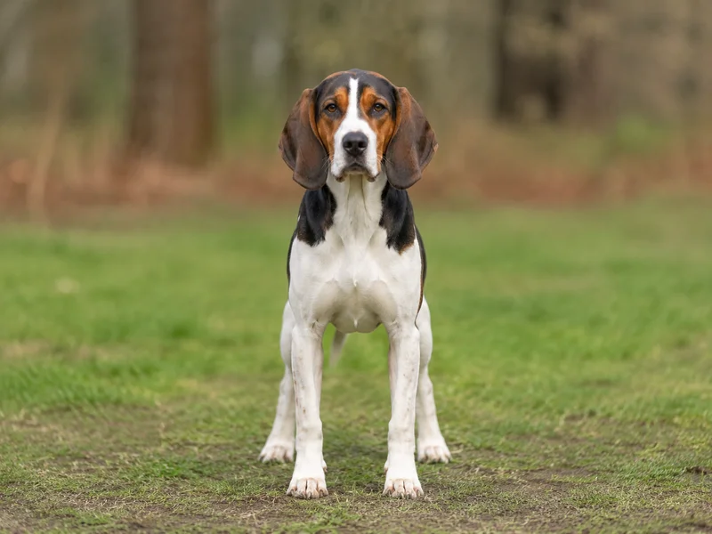 Beagle Harrier — front