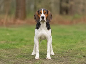 Beagle Harrier — front