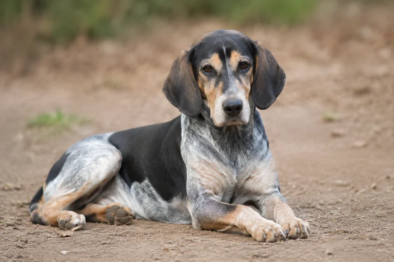 Beagle Harrier — lying down