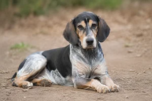 Beagle Harrier — lying down