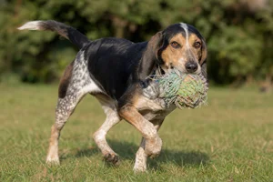 Beagle Harrier — playing