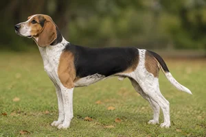 Beagle Harrier dog