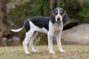 Beagle Harrier — puppy (~4 mo)