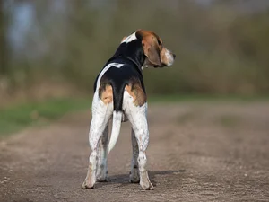 Beagle Harrier — rear
