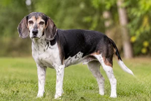 Beagle Harrier — senior