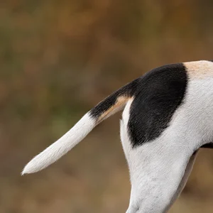 Beagle Harrier — tail