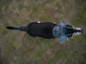 Beagle Harrier — top