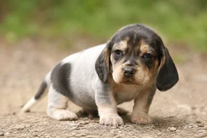 Beagle Harrier — young puppy (~1 mo)