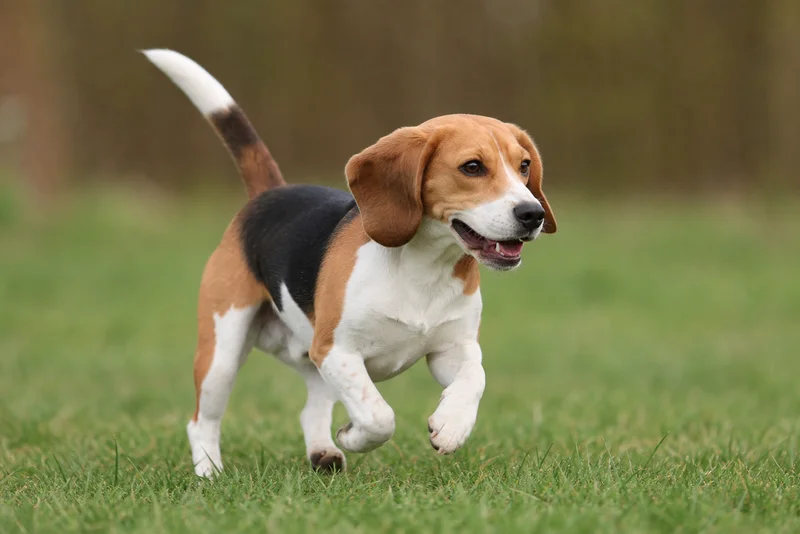 Beagle — running