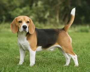 Beagle — adult